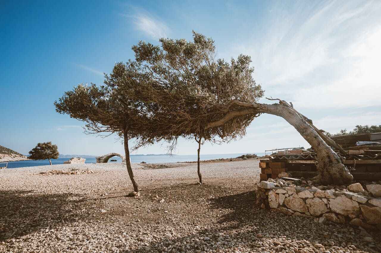 Tree Removal for Businesses